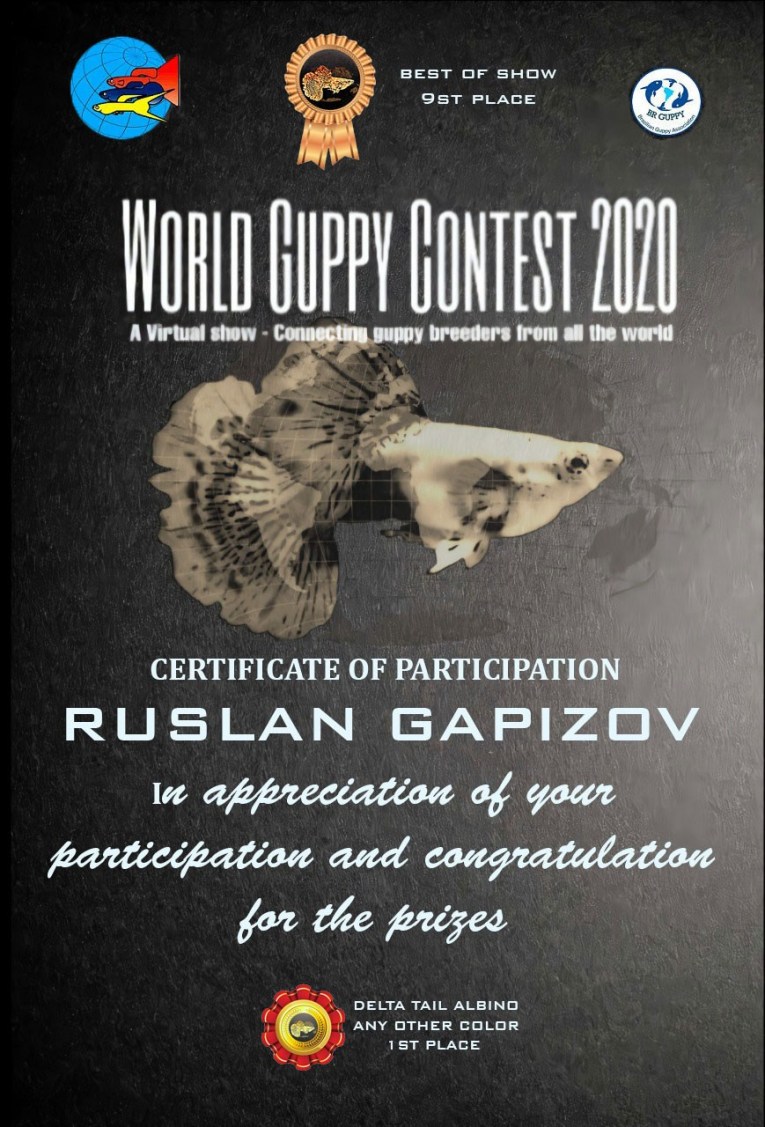 Руслан Гапизов (Московские гуппи) - Победитель WORLD GUPPY CONTEST VIRTUAL 2020 в категории гуппи алльбиносы
